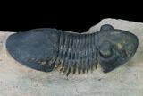 Paralejurus Trilobite - Morocco #171492-5